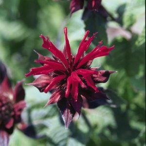 MONARDA `RASPBERRY WINE`