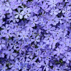 PHLOX X `VIOLET PINWHEELS`