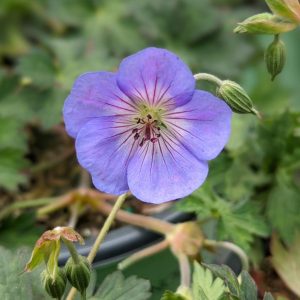 GERANIUM `AZURE RUSH`