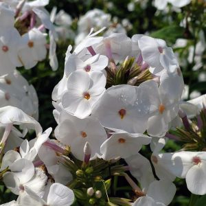 PHLOX `OPENING ACT WHITE`
