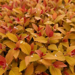 SPIRAEA JAPONICA DOUBLE PLAY `CANDY CORN`