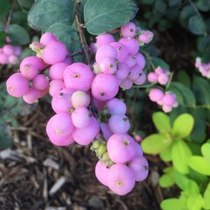SYMPHORICARPOS `PROUD BERRY`