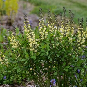 BAPTISIA DECADENCE `VANILLA CREAM II`