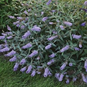 BUDDLEIA MONARCH `GLASS SLIPPERS`