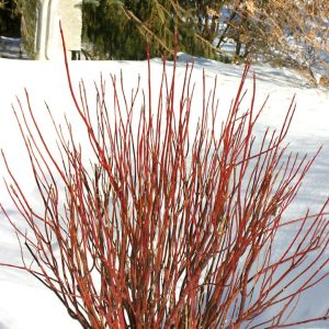 CORNUS STOLONIFERA `ARCTIC FIRE RED`