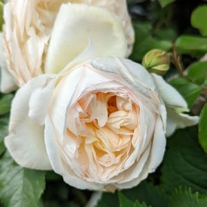 ROSA `BOLERO`