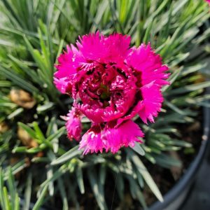 Dianthus FRUIT PUNCHr `Spiked Punch`