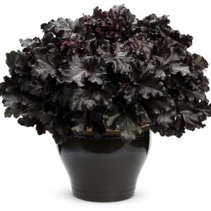 HEUCHERA PRIMO `BLACK PEARL`