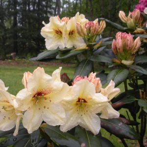 RHODODENDRON `HOLDEN`S SOLAR FLARE`