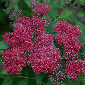 SPIRAEA JAPONICA DOUBLE PLAY `RED`