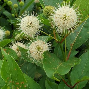 CEPHALANTHUS MAGICAL `MOONLIGHT`