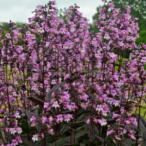 PENSTEMON `MIDNIGHT MASQUERADE`