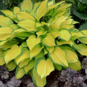 HOSTA `ISLAND BREEZE`