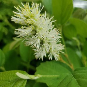 FOTHERGILLA GARDENII