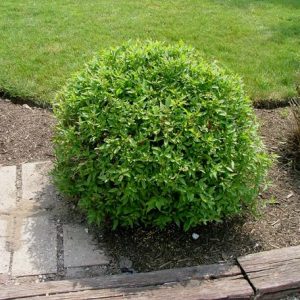 CORNUS RACEMOSA `HURON`