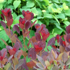 COTINUS COGGYGRIA `ROYAL PURPLE`