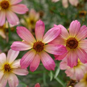 COREOPSIS PT `SHADES OF ROSE`