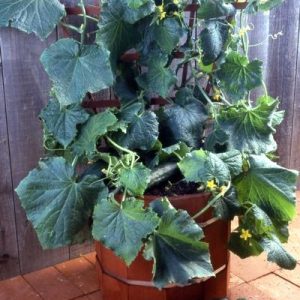 CUCUMBER `SALAD BUSH`