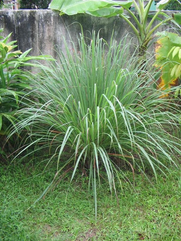thumbnail image 2 of West Indian Lemongrass Seeds – Natural Mosquito Repellent, Non-GMO, Fast Growing For Garden & Pots 2 of 12
