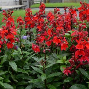 LOBELIA SPECIOSA `STARSHIP SCARLET`