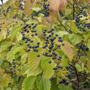 VIBURNUM DENTATUM
