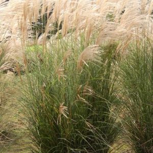 MISCANTHUS `SCOUT` (STERILE)
