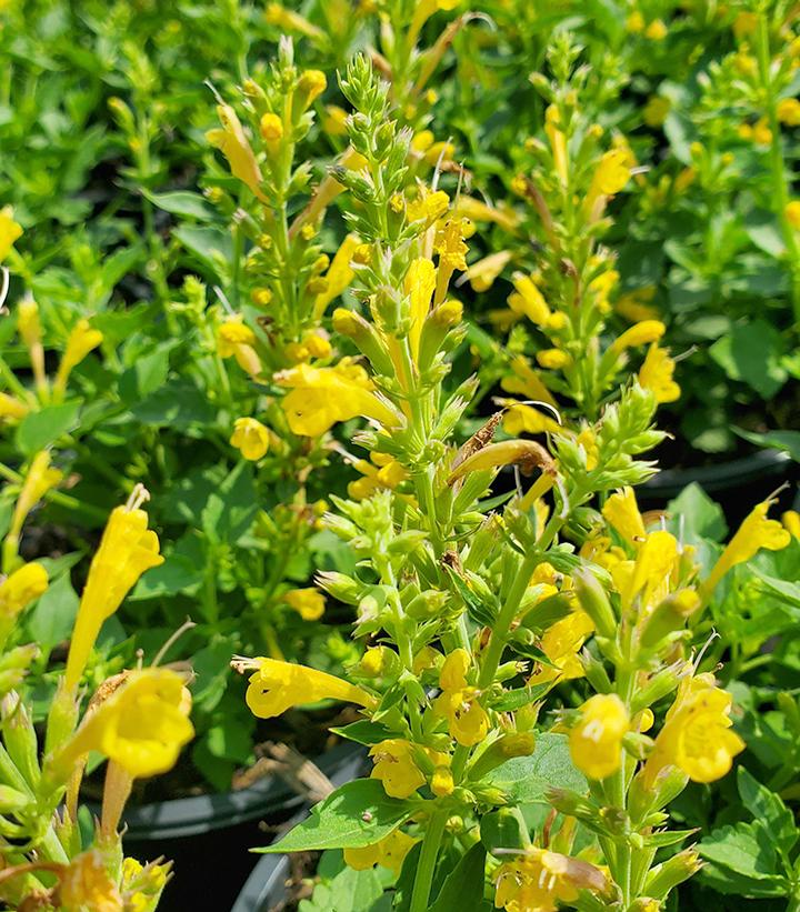 AGASTACHE `KUDOS YELLOW`