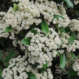 VIBURNUM LENTAGO
