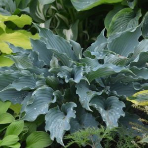 HOSTA SHADOWLAND `WATERSLIDE`