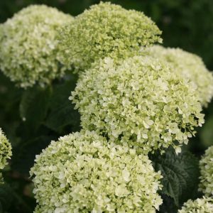 HYDRANGEA ARB. INVINCIBELLE `LIMETTA`