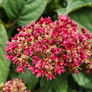 HYDRANGEA ARB. INVINCIBELLE `RUBY`