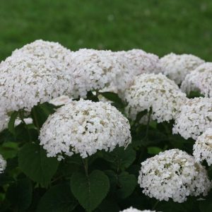 HYDRANGEA ARB. INVINCIBELLE `WEE WHITE`