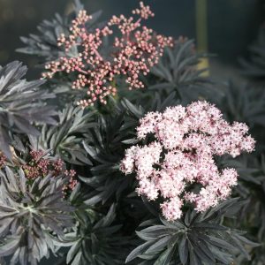 SAMBUCUS NIGRA `LACED UP`