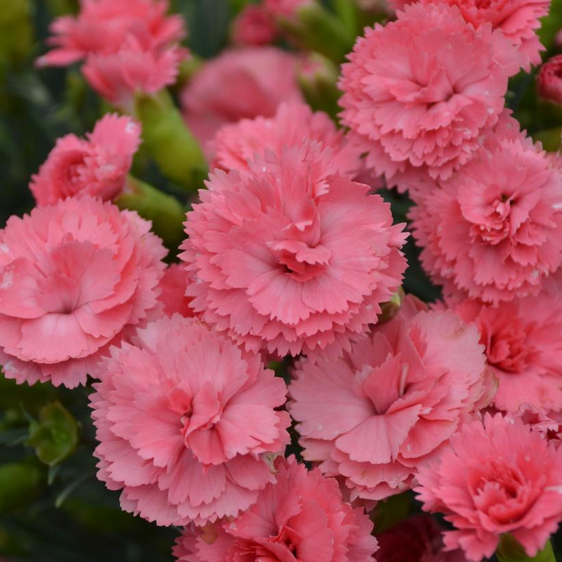 DIANTHUS F.P. `CLASSIC CORAL`