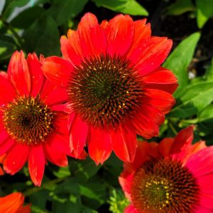 ECHINACEA SUMMERSONG FIREFINCH