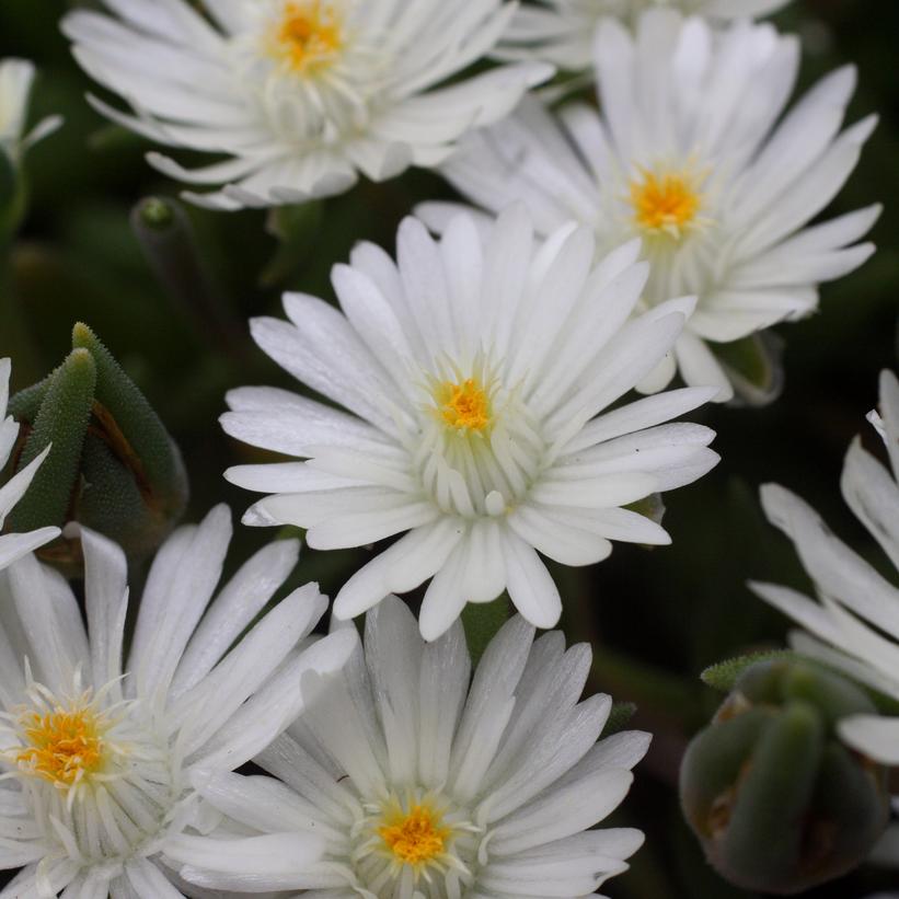DELOSPERMA JEWEL DESERT `MOONSTONE`