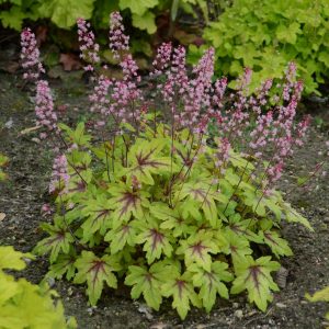 HEUCHERELLA FUN AND GAMES `EYE SPY`