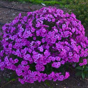 PHLOX `CLOUDBURST`