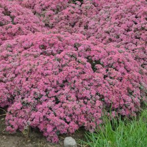 SEDUM ROCK `N ROUND `POPSTAR`