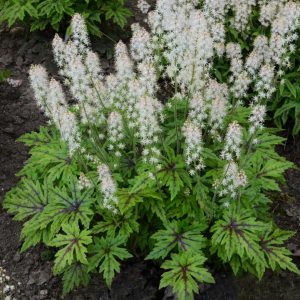 TIARELLA `CUTTING EDGE`