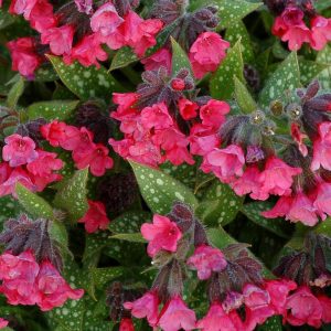PULMONARIA `SHRIMPS ON THE BARBIE`