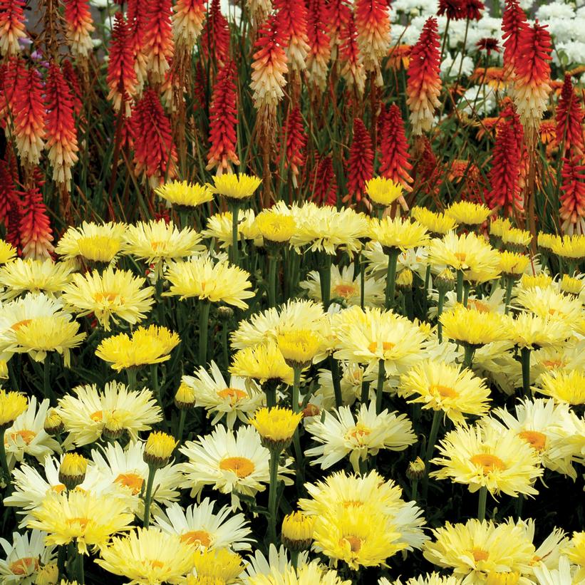 LEUCANTHEMUM `GOLDFINCH`