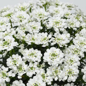 IBERIS SEMPERVIRENS `SNOWSURFER`