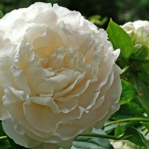 PAEONIA LACTIFLORA `SHIRLEY TEMPLE`
