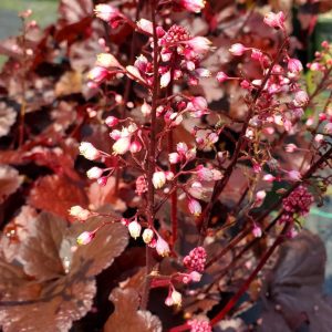 HEUCHERA `FOREVER RED`