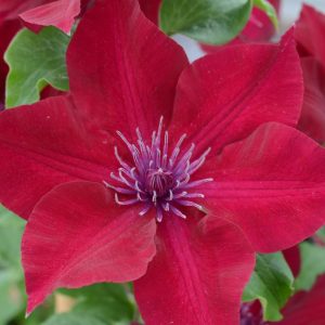 CLEMATIS `NUBIA`