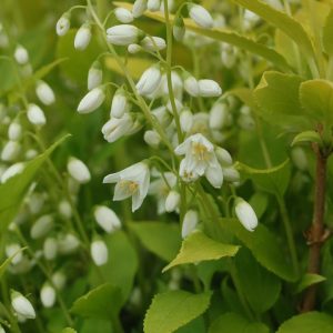 DEUTZIA GRACILIS `CHARDONNAY PEARLS`