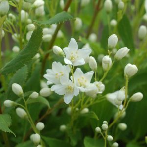 DEUTZIA GRACILIS `NIKKO`