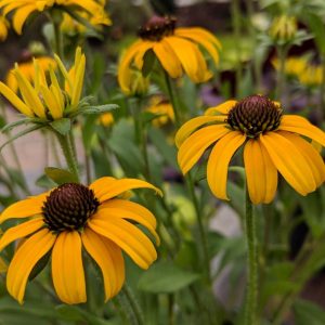 RUDBECKIA X `AMERICAN GOLD RUSH`
