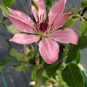 CLEMATIS `SARAH ELIZABETH`